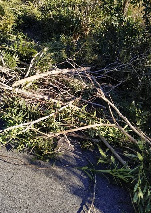 Θεσσαλονίκη: Εργασίες κλαδέματος σε κεντρικούς δρόμους του Τριλόφου.