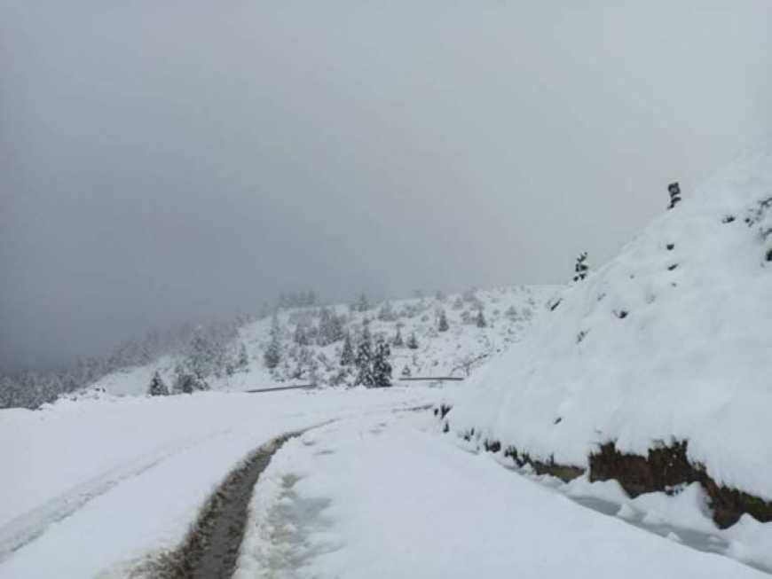 Νεκρός άνδρας στην Εύβοια: Καταπλακώθηκε από δέντρο.