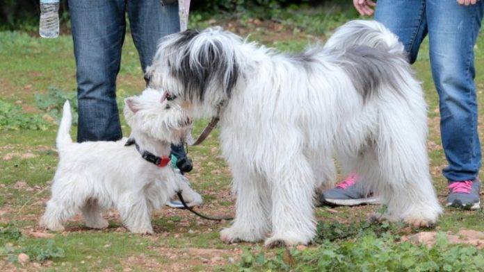Θεσσαλονίκη: Πρόστιμα για βόλτα σκύλου χωρίς λουρί