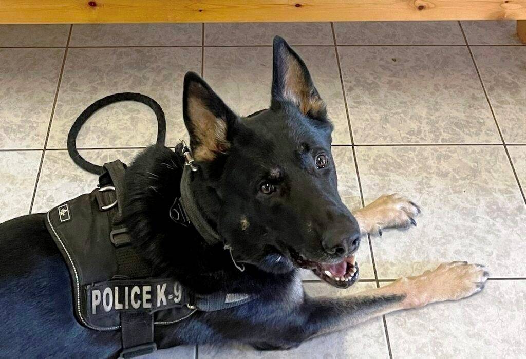 Συνελήφθη 29χρονος για κατοχή ναρκωτικών με τη βοήθεια του "Ακύλα"!