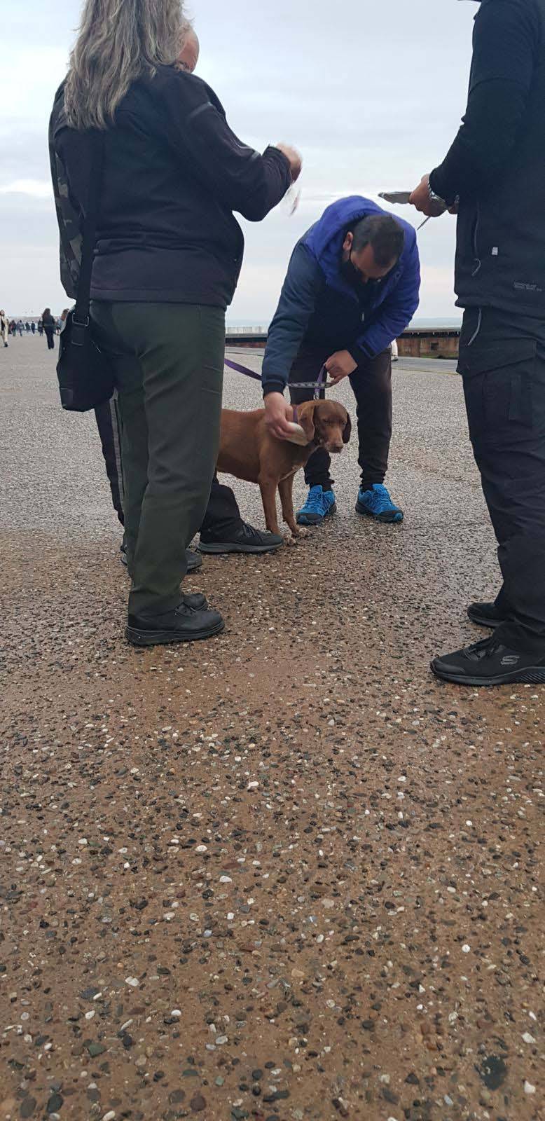 Θεσσαλονίκη: Πρόστιμα σε ιδιοκτήτες σκύλων για βόλτα χωρίς λουρί