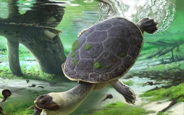 Ανακαλύφθηκε αρχαία …βατραχοχελώνα