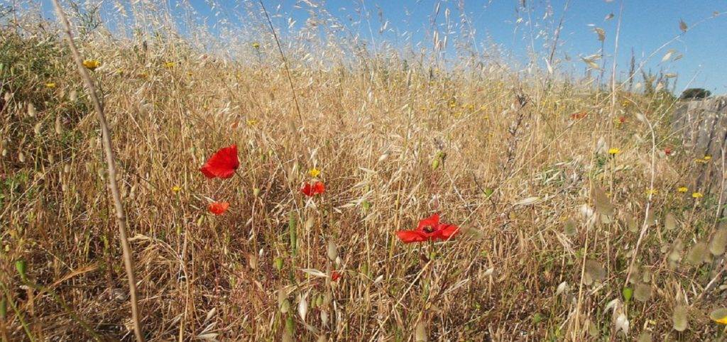 Καλαμαριά: Ανακοίνωση για την μέριμνα καθαριότητας οικοπέδων
