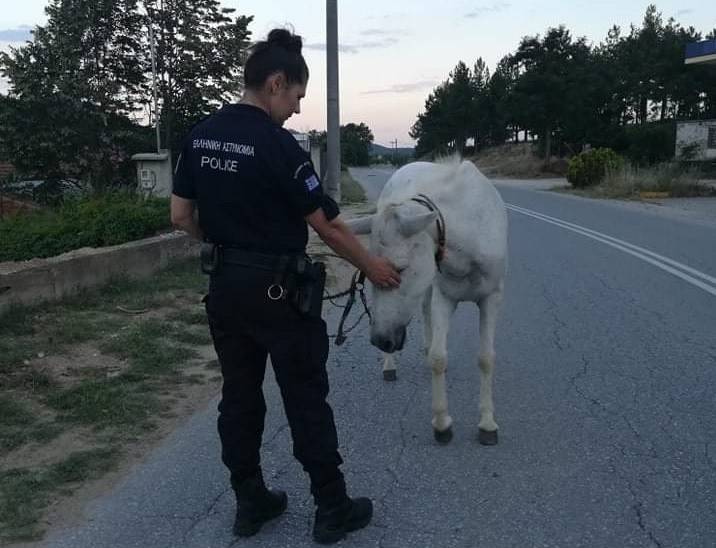 Χαλκιδική: Κινητοποίηση της ΕΛ.ΑΣ. για μουλάρια που δραπέτευσαν (ΦΩΤΟ)