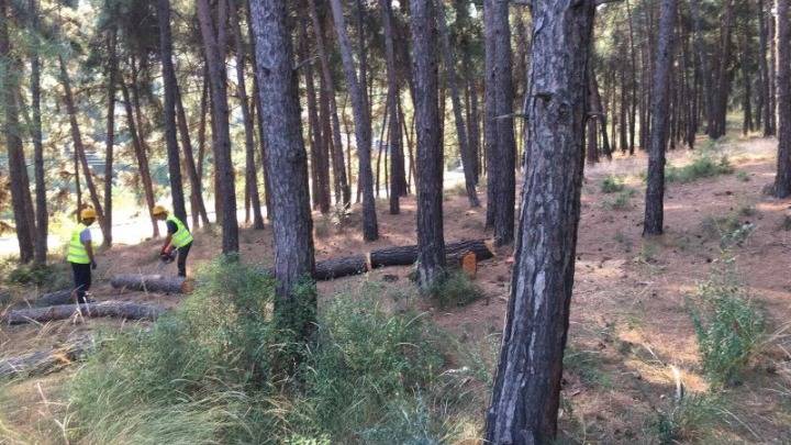 Δ. Θέρμης: Εργασίες για την αντιμετώπιση του φλοιοφάγου εντόμου