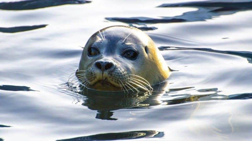 Φώκια μασκότ της Αλοννήσου:Προκαταρκτική εξέταση για τον θάνατο του “Κωστή”