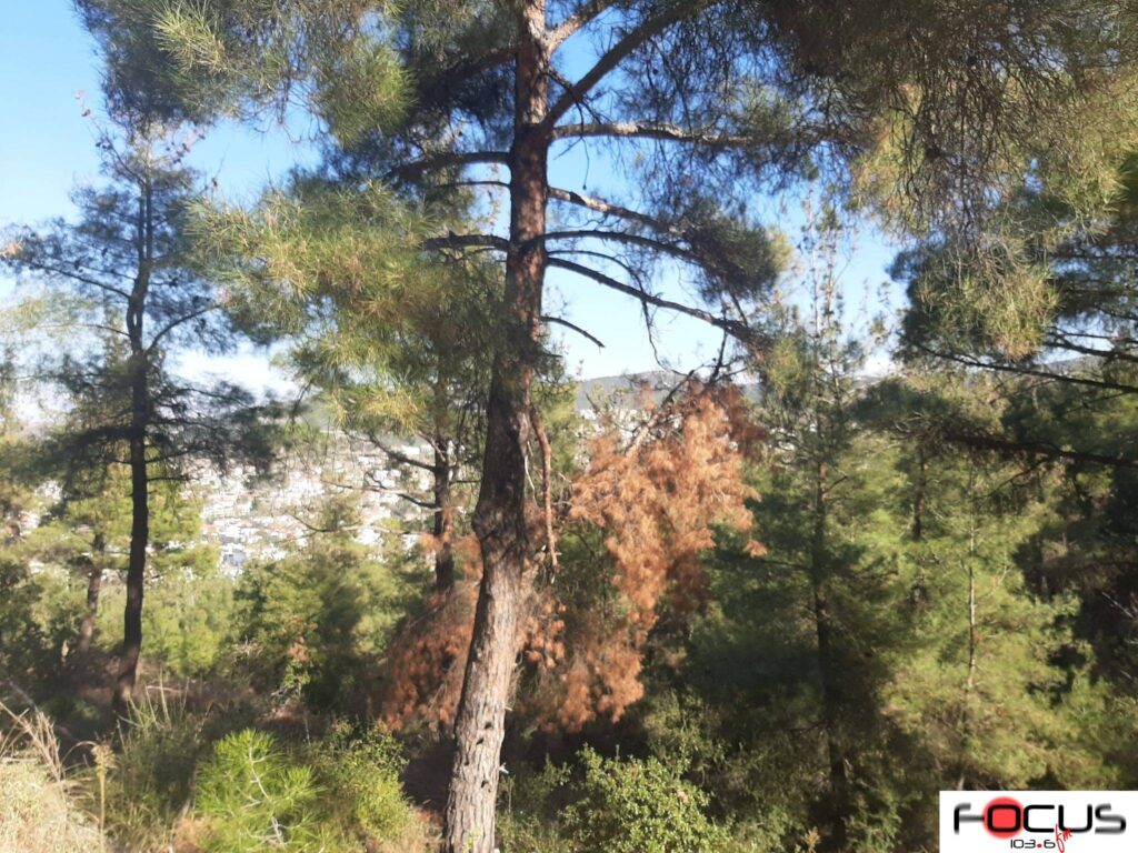 Παρατείνεται ως το πρωί της Τετάρτης η απαγόρευση κυκλοφορίας στο Σέιχ Σου και τη δασική έκταση Ωραιοκάστρου