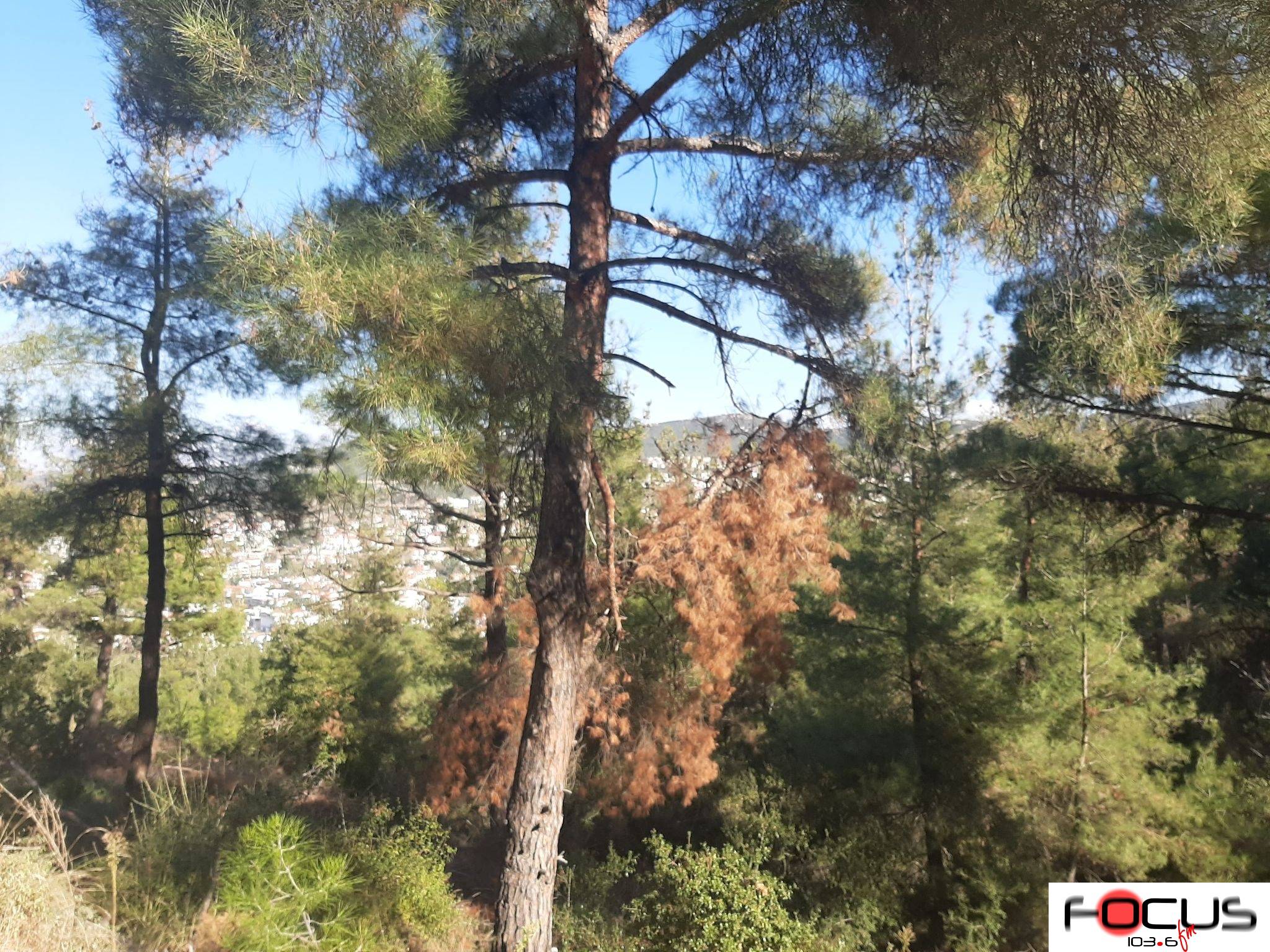 Παρατείνεται ως το πρωί της Τετάρτης η απαγόρευση κυκλοφορίας στο Σέιχ Σου και τη δασική έκταση Ωραιοκάστρου