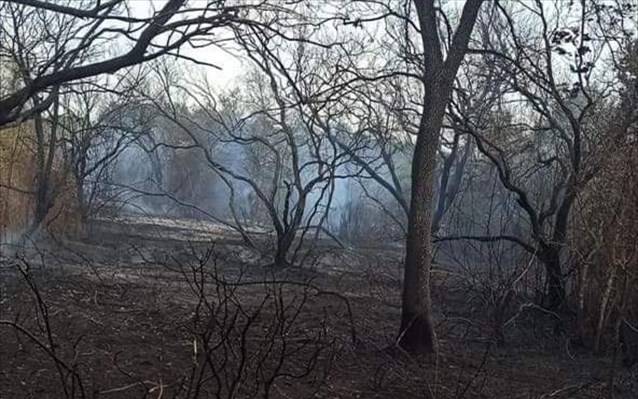 Κέρκυρα: Υπό μερικό έλεγχο η φωτιά στο Χαλικούνα – Κάηκαν 3 στρέμματα αγροτοδασικής έκτασης