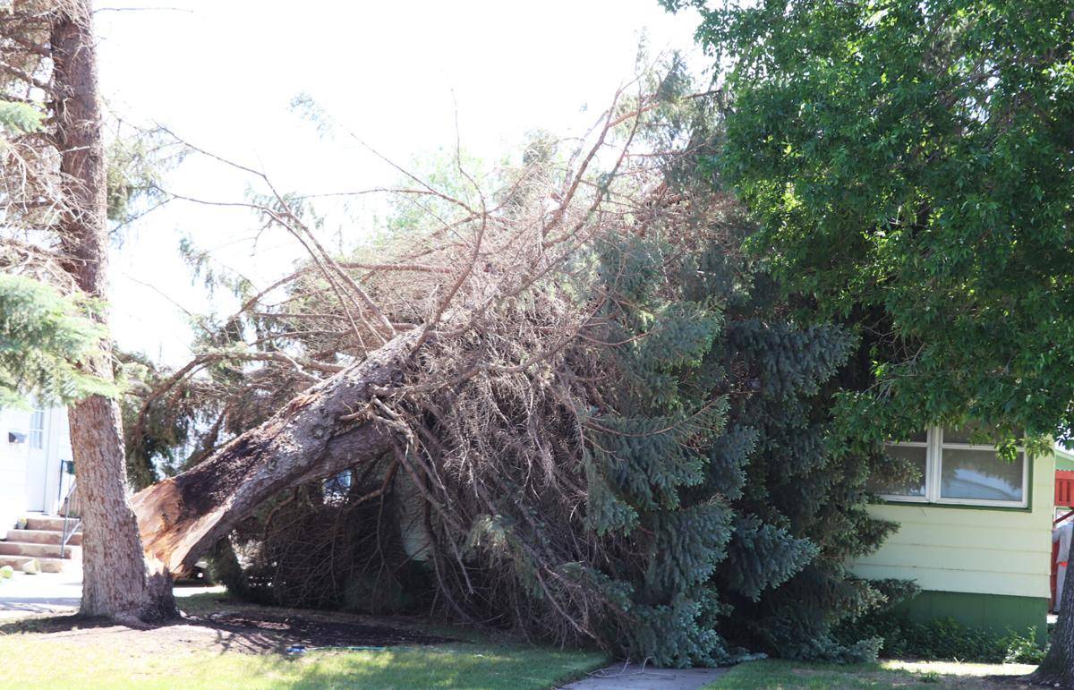 Θεσσαλονίκη -Πτώσεις δέντρων από τους ισχυρούς ανέμους