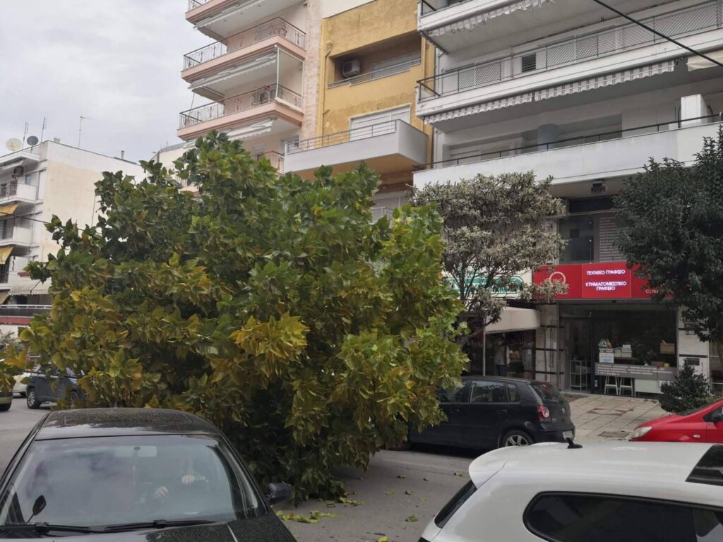 Πτώση δέντρου στην Καλαμαριά λόγω των ισχυρών ανέμων – ΦΩΤΟ
