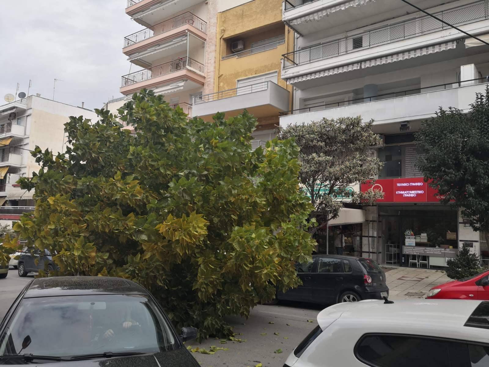 Πτώση δέντρου στην Καλαμαριά λόγω των ισχυρών ανέμων - ΦΩΤΟ