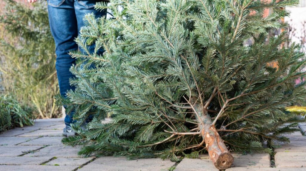 Ξεκινά τη Δευτέρα 10 Ιανουαρίου η ανακύκλωση των φυσικών χριστουγεννιάτικων δέντρων από τον δήμο Θέρμης