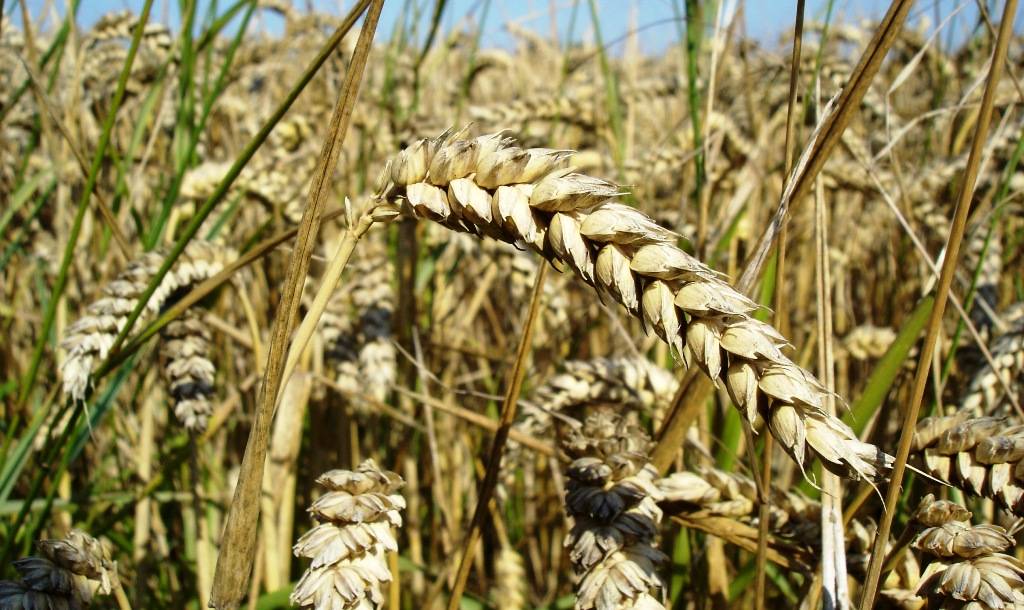 Υπουργός Γεωργίας Ουκρανίας: «Κάθε μέρα η κατάσταση θα γίνεται όλο και πιο δύσκολη στις εξαγωγές σιτηρών»