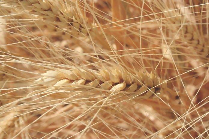 Νέες τιμές ρεκόρ άγγιξε η αγορά σιταριού – Προβλέπεται νέο κύμα ανατιμήσεων σε προϊόντα του