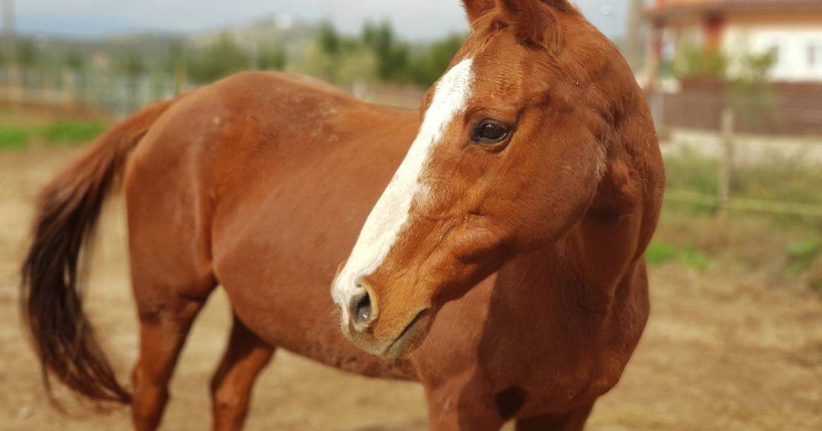 Απίστευτο ατύχημα στη Ναυπακτία: Δυο νέα παιδιά συγκρούστηκαν με άλογο και χαροπαλεύουν