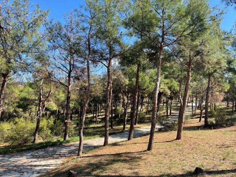 Δενδροφύτευση την προσεχή Κυριακή στο Άλσος των Μετεώρων-Πολίχνης