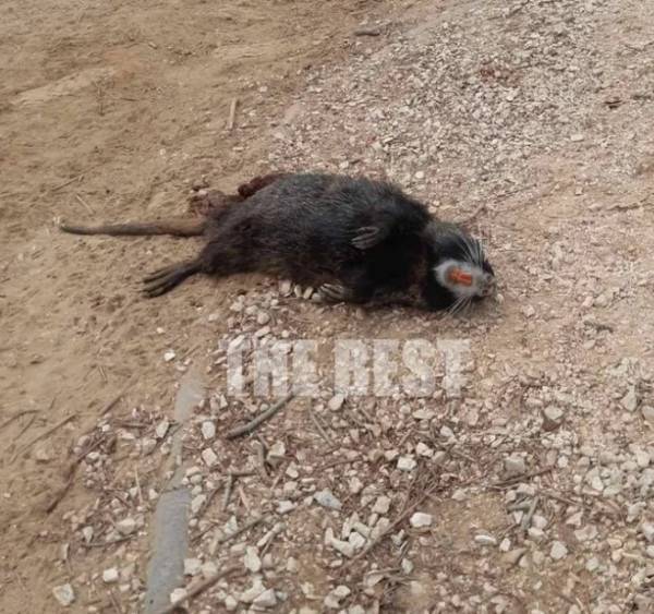 Πάτρα: Σοκ και ερωτηματικά προκαλεί νεκρό γιγάντιο τρωκτικό με δόντια κάστορα σε πλαζ