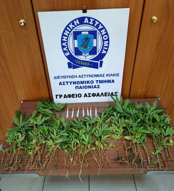 Λαγκαδάς: 72χρονος μετέτρεψε τον κήπο του σε φυτεία χασίς