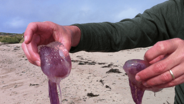 Μωβ μέδουσα: Αναμένεται έξαρσή της φέτος στις ελληνικές θάλασσες