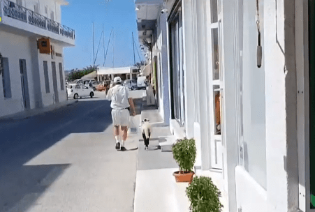 Μήλος: Η “Ελπίδα” το πρόβατο κατοικίδιο που πάει στο σουπερ μάρκετ και στην καφετέρια