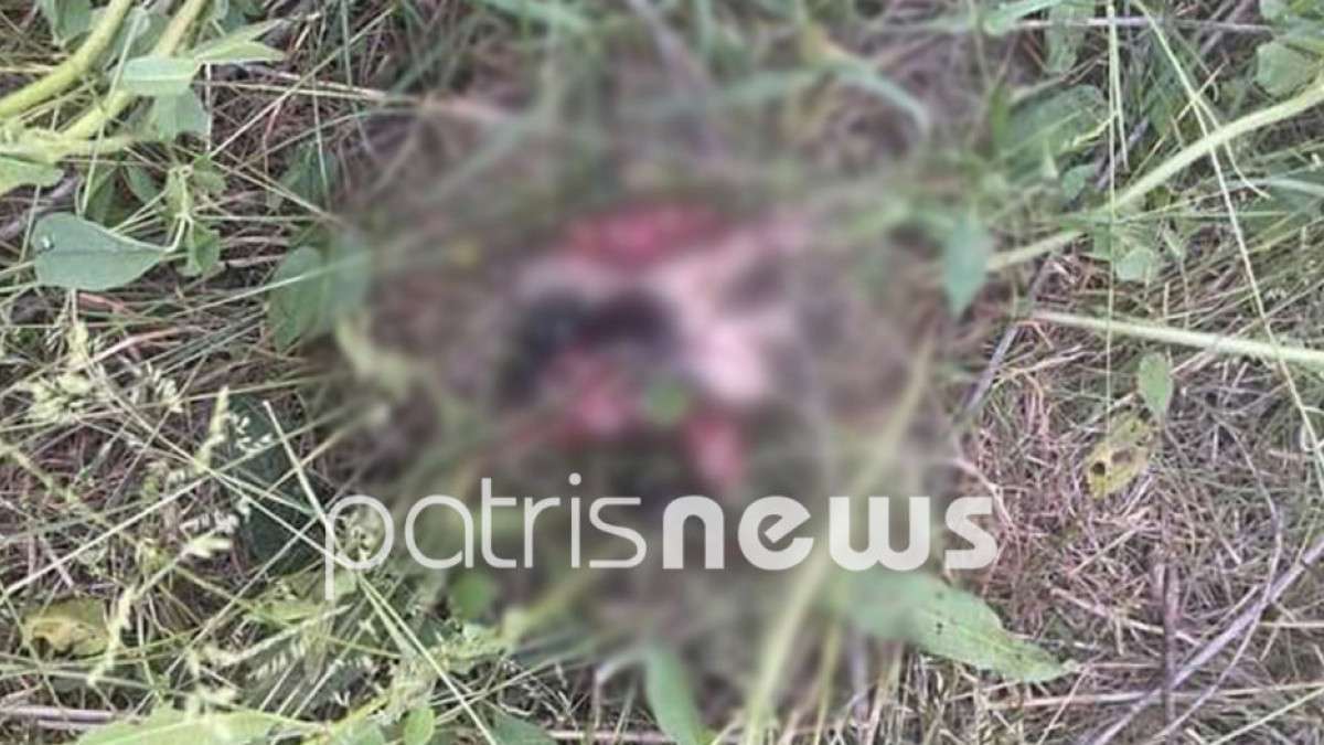 Κτηνωδία στην Ηλεία: Άνδρας σκότωσε εννέα κουτάβια με χαρτοκοπτικό