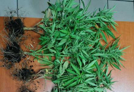 Πιερία: Καλλιεργούσε κάνναβη στην αυλή του και συνελήφθη