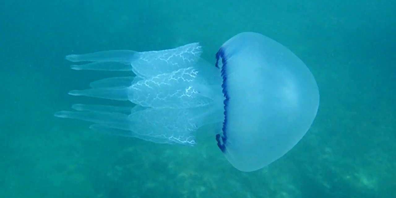 Γαλάζιες μέδουσες μετά τις μωβ: Τα χαρακτηριστικά τους και τι να προσέχουμε