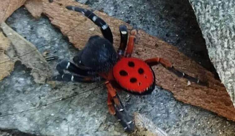 Η σπάνια αράχνη «πασχαλίτσα» εντοπίστηκε και στις Σέρρες