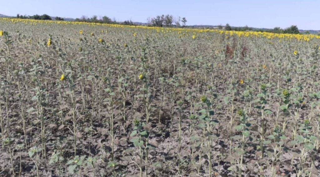 Γιώργος Κυριαζίδης: «Ζούμε την 11η πληγή του Φαραώ»