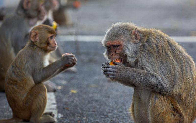 Ινδία: Τραγικό τέλος για βρέφος, όταν μαϊμού το άρπαξε από τους γονείς του και το πέταξε από ταράτσα
