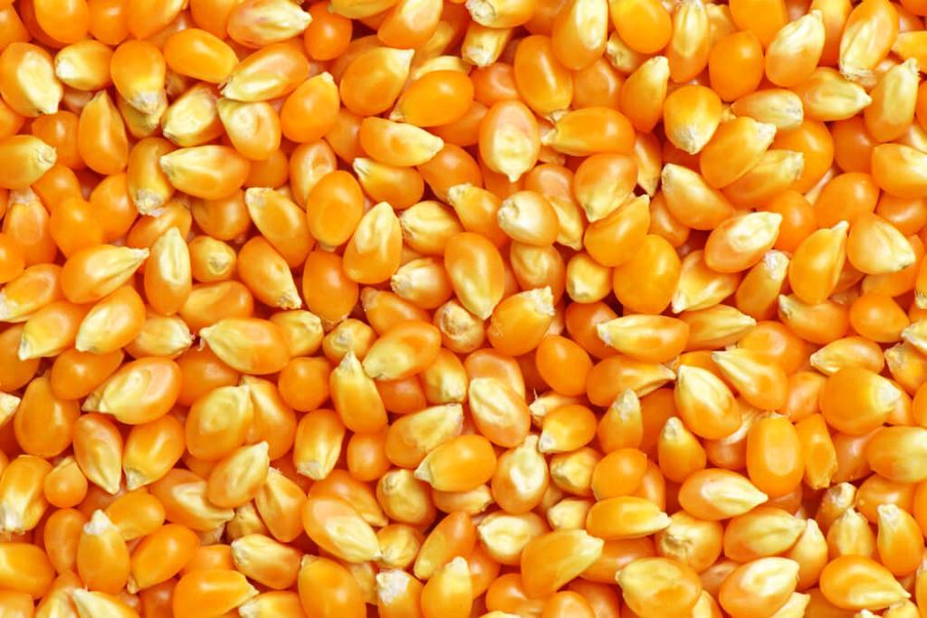 Ξεκινάει σήμερα η πρώτη εξαγωγή Ουκρανικών σιτηρών