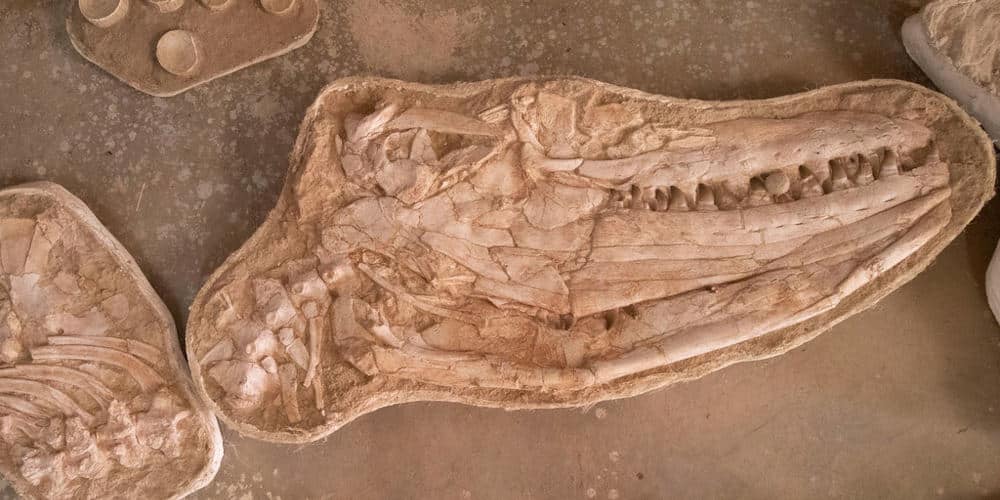 Μαρόκο: Ανακαλύφθηκε μοναδικό εύρημα θαλασσοτιτάνα