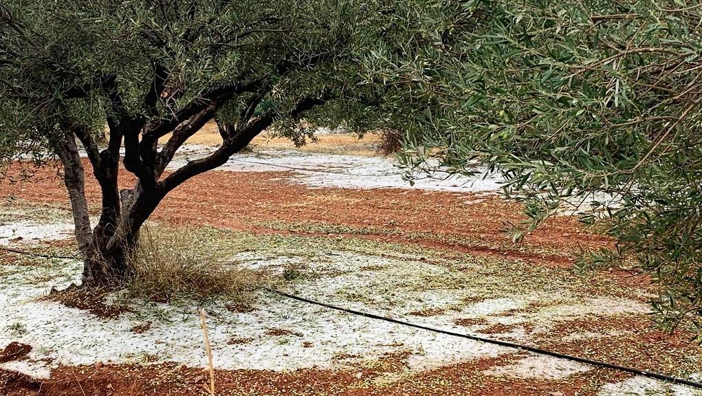 Χαλκιδική: Χαλαζόπτωση κατέστρεψε καλλιέργειες βρώσιμης ελιάς στη Ορμυλία