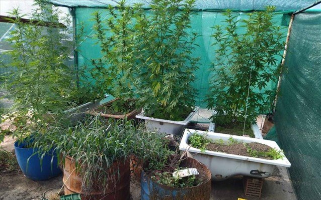 Ημαθία: Μετέτρεψε την ταράτσα του σε φυτεία κάνναβης