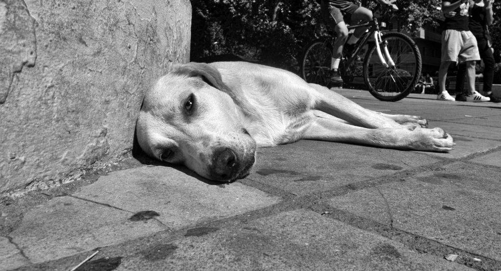 Ιωάννινα: Νέα κακοποίηση ζώου, άνδρας κλώτσησε σκύλο στη μέση του δρόμου