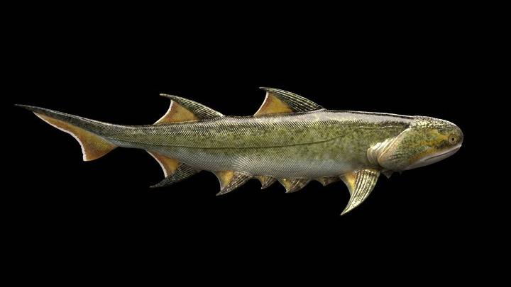 Απολίθωμα κινεζικού ψαριού διαθέτει τα αρχαιότερα σαγόνια στη Γη