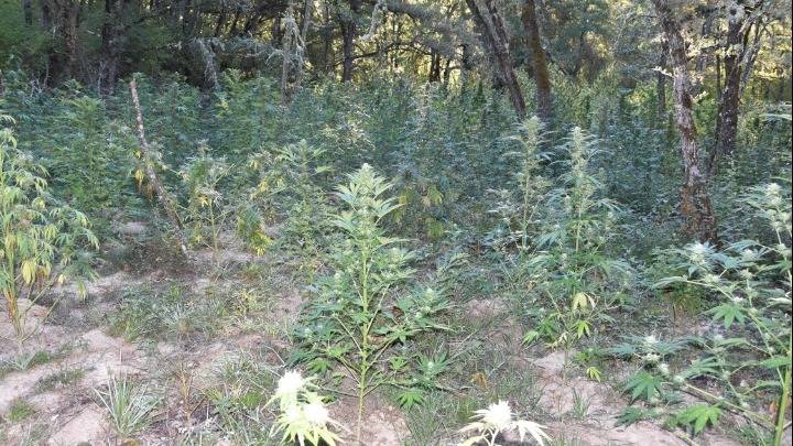 Κοζάνη: Εντοπίστηκε χασισοφυτεία σε δασική περιοχή