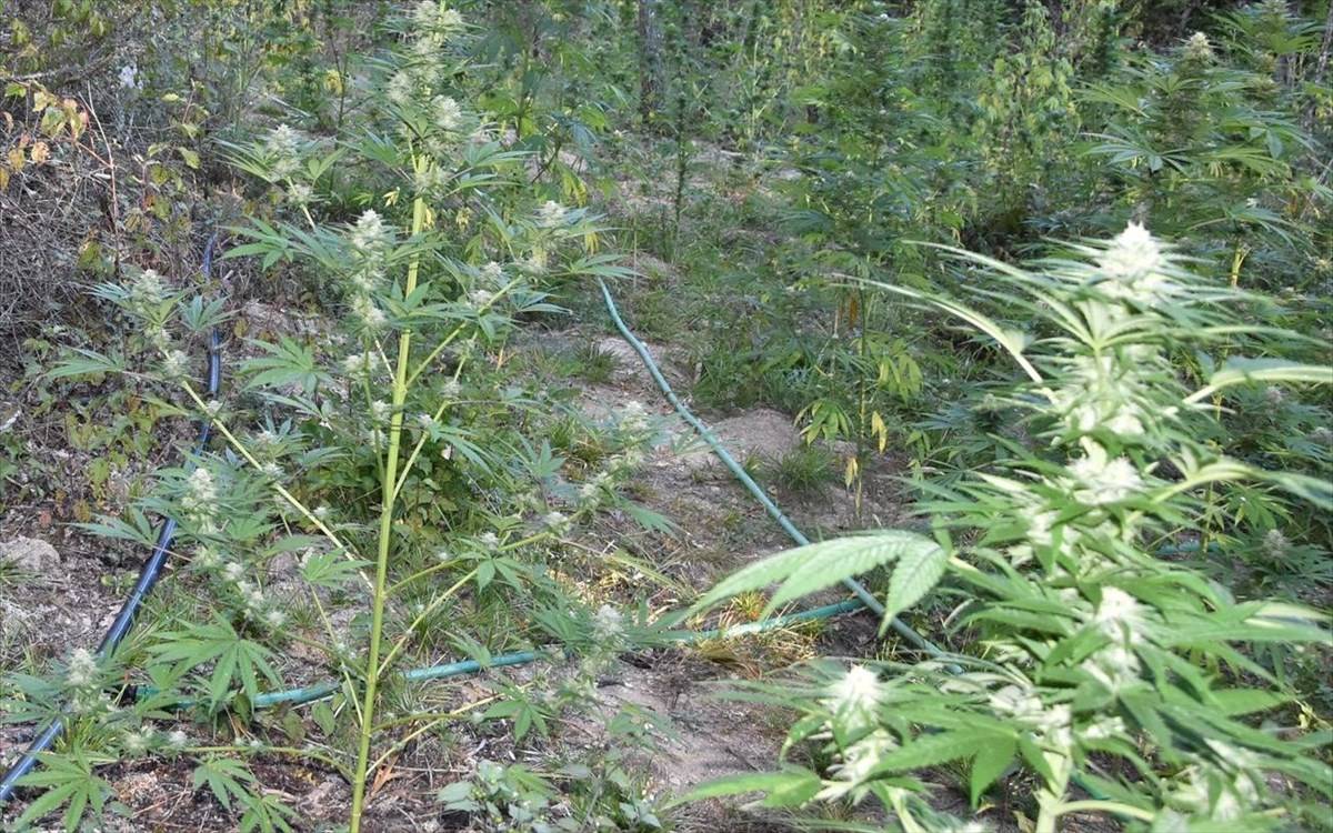 Κοζάνη: Φυτεία με εκατοντάδες δενδρύλλια κάνναβης σε δύσβατη περιοχή