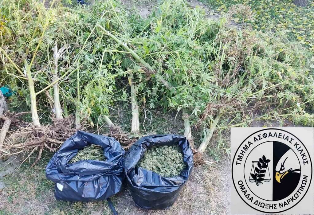 Θεσσαλονίκη: Καλλιεργούσε κάνναβη στην αυλή του σπιτιού του