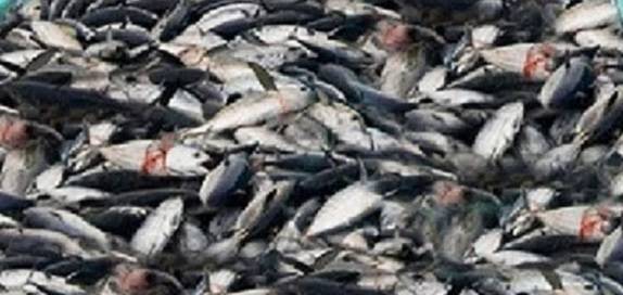 Ψάρι στα κάρβουνα πριν 780.000 χρόνια!