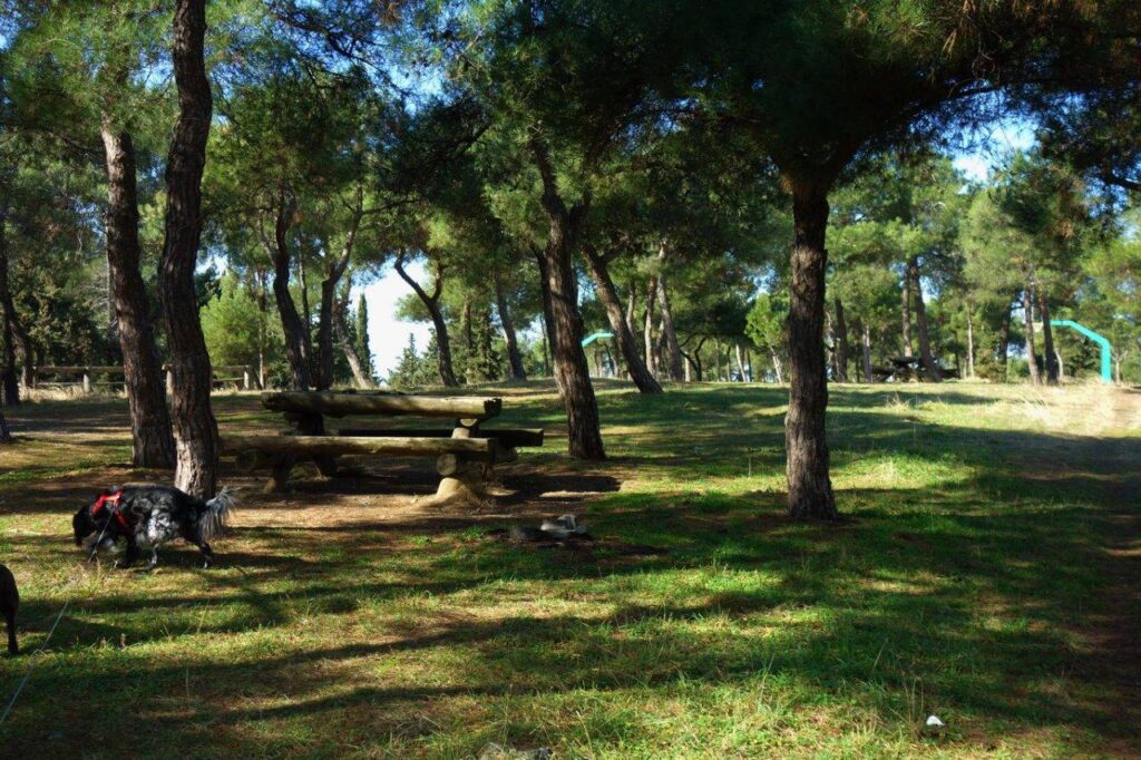 Θεσσαλονίκη: Αεροψεκασμοί από την ΠΚΜ για την κάμπια των Πεύκων του Σειχ Σου