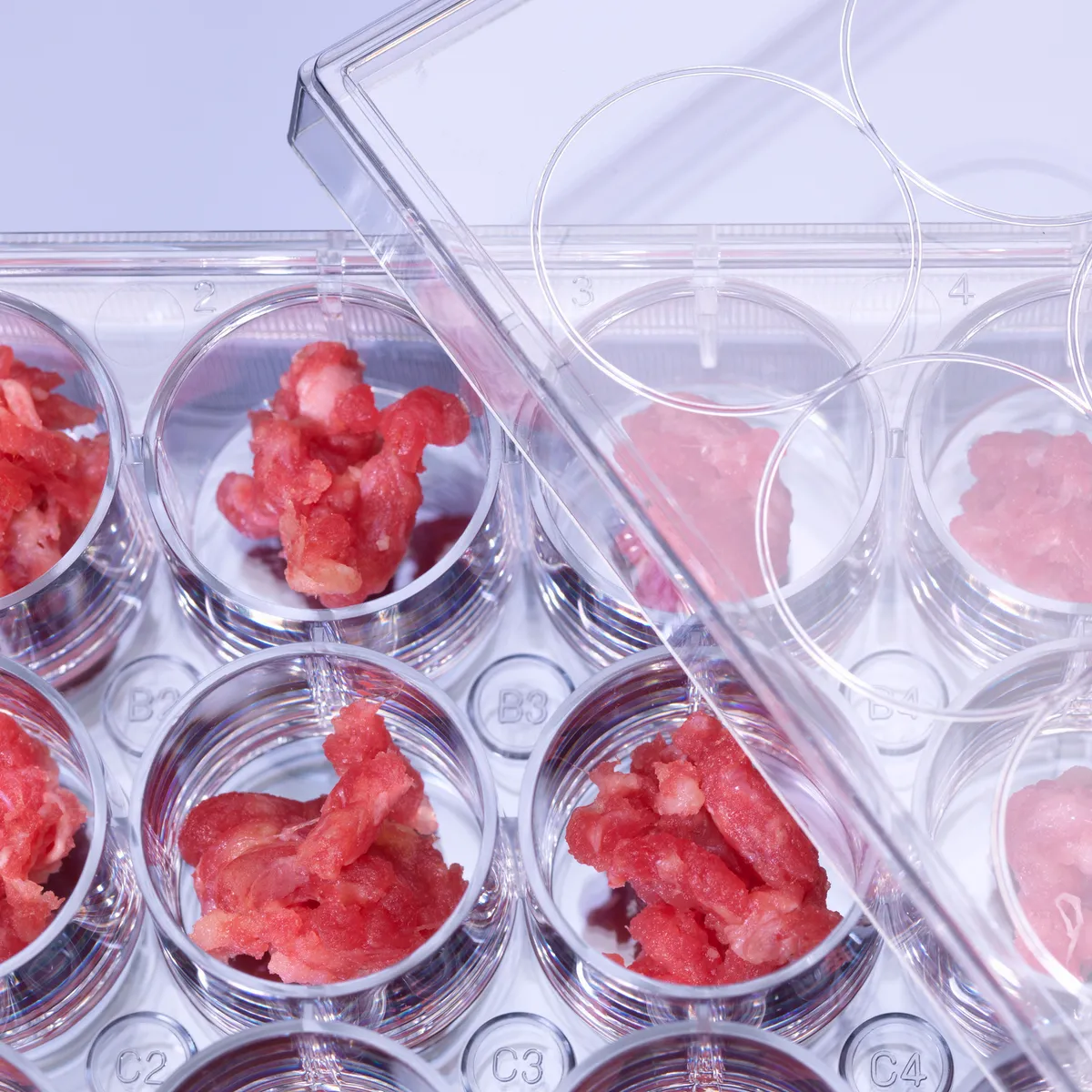 ΗΠΑ: Πράσινο φως για κατανάλωση συνθετικού κρέατος πουλερικών που αναπτύχθηκε σε εργαστήριο από κύτταρα ζωντανών ζώων