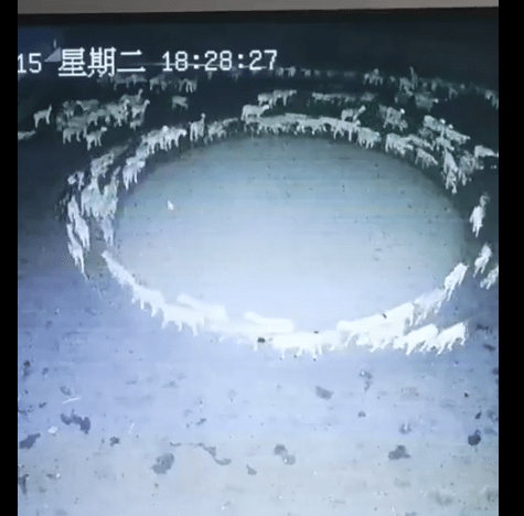 BINTEO- Κίνα: Απίστευτες εικόνες με πρόβατα να περπατούν σε κύκλο επί 12 ημέρες