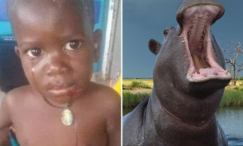 Ουγκάντα: Ιπποπόταμος κατάπιε και στη συνέχεια έφτυσε ζωντανό ένα 2χρονο αγόρι