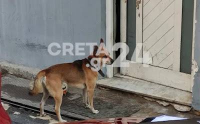 Νέος “Χάτσικο” στην Κρήτη: Συγκλονίζει το σκυλάκι του 53χρονου που βρέθηκε νεκρός και φιμωμένος