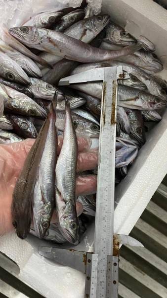 Θεσσαλονίκη: Κατασχέθηκαν 24 κιλά μπακαλιάροι στην Ιχθυόσκαλα Μηχανιώνας