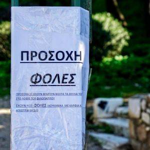 Θηριωδία στην Ηλεία: Σκόρπισαν φόλες και σκότωσαν πολλές γάτες και σκυλιά