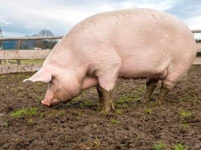 Χονγκ Κόνγκ: Γουρούνι σκότωσε κρεοπώλη, λίγο πριν το σφάξει