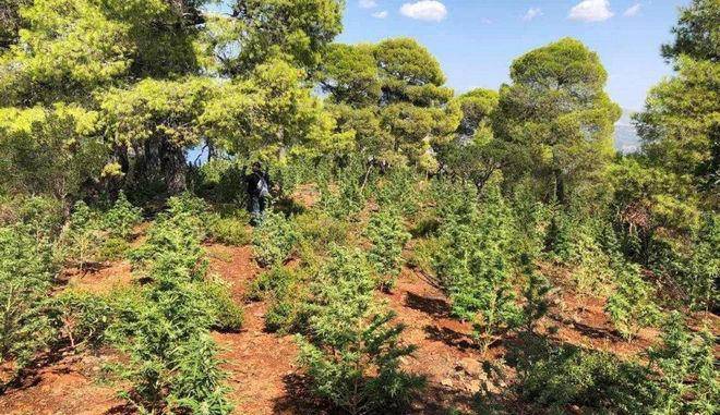 Συνελήφθη διακινητής ναρκωτικών με 43 κιλά χασίς στη Θεσσαλονίκη